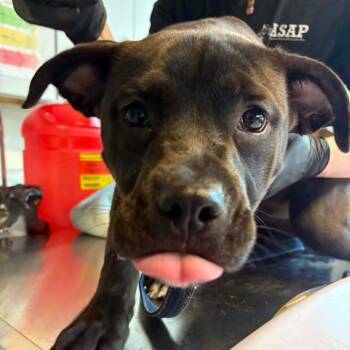 Mixed Breed Dogs Available for Adoption - Sylvia | PetCurious