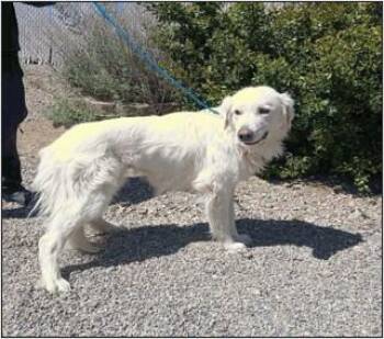 Dash -  Great Pyrenees Dog for Adoption in Littleton, Colorado - Dash | PetCurious