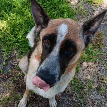 Lucy Love -  German Shepherd Dog Dog for Adoption in Fort Lauderdale, Florida - Lucy Love | PetCurious
