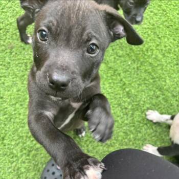 Sky pup 5569 -  Mixed Breed Dog for Adoption in Loxahatchee Groves, Florida - Sky Pup 5569 | PetCurious