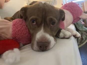 Liz -  Pit Bull Terrier and Mixed Breed Dog for Adoption in Atlanta, Georgia - Liz | PetCurious