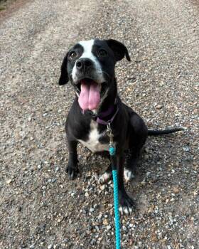 Floozie -  Mixed Breed Dog for Adoption in Taycheedah, Wisconsin - Floozie | PetCurious
