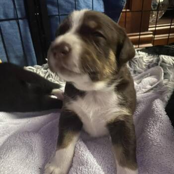 Labrador Retriever Dogs Available for Adoption in Austin, Texas - Handsome Jack | PetCurious