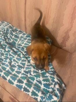 Beagle Dogs Available for Adoption in Plano, Texas - Sammy | PetCurious