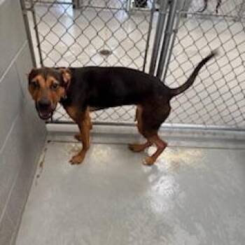 Rescue Mixed Breed Dogs for Adoption in Columbus, Mississippi - VANESSA | PetCurious