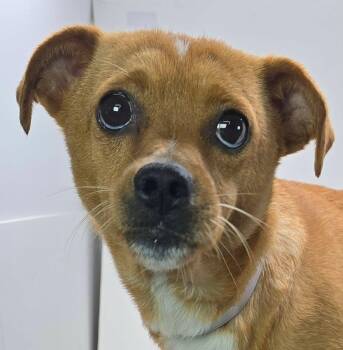 Hyssop -  Terrier Dog for Adoption in Newport, Tennessee - Hyssop | PetCurious