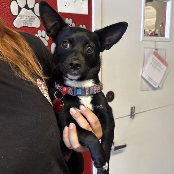 Chihuahua Dogs Available for Adoption in Phoenix, Arizona - Spliff | PetCurious