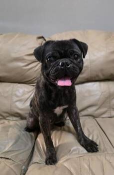 Jax -  Pug and Puggle Dog for Adoption in Manvel, Texas - Jax | PetCurious