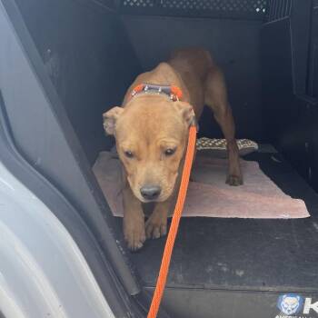 Mixed Breed Dogs Available for Adoption in Dickinson, Texas - Levi | PetCurious
