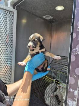 MARISOL LUNA -  American Staffordshire Terrier Dog for Adoption in San Antonio, Texas - MARISOL LUNA | PetCurious