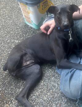 Prieta -  Whippet and Labrador Retriever Dog for Adoption in Olympia, Washington - Prieta | PetCurious