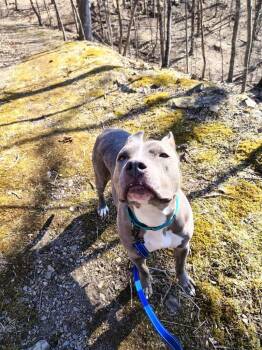 American Bully Dogs Available for Adoption - Shiva | PetCurious