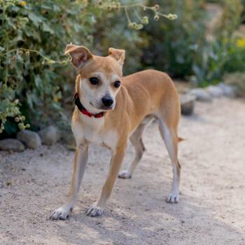 Mixed Breed Dogs Available for Adoption in Palm Springs, California - Sullivan | PetCurious