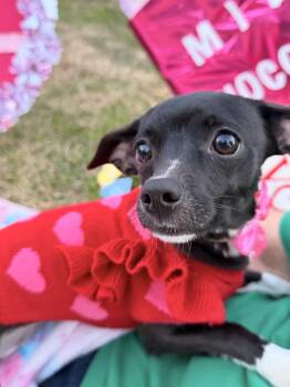 Magpie -  Rat Terrier and Chihuahua Dog for Adoption in Richmond, Texas - Magpie | PetCurious