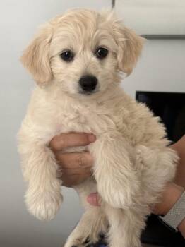 Theodore -  Bichon Frise and Goldendoodle Dog for Adoption in Bradenton, Florida - Theodore | PetCurious