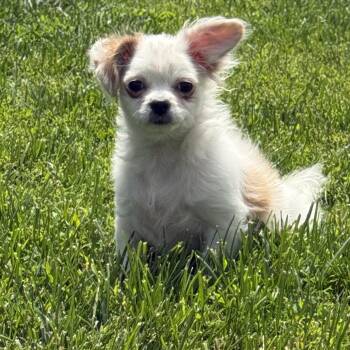 Pomeranian Dogs Available for Adoption in Brazil, Indiana - Stephanie | PetCurious