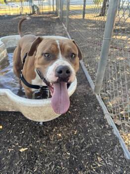 Pit Bull Terrier Dogs Available for Adoption - Hendrix | PetCurious