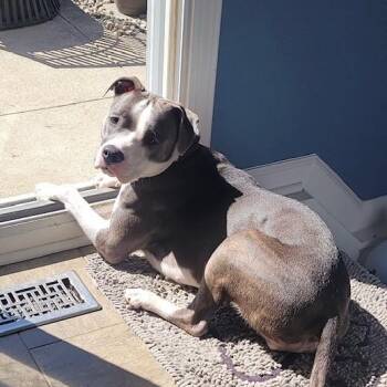 Pit Bull Terrier Dogs Available for Adoption in Westland, Michigan - ALICE | PetCurious