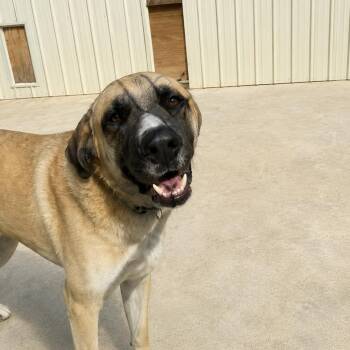 Anatolian Shepherd Dogs Available for Adoption in Willis, Texas - Charlie | PetCurious