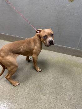 Pit Bull Terrier and Mixed Breed Dogs Available for Adoption - AVARIUS | PetCurious