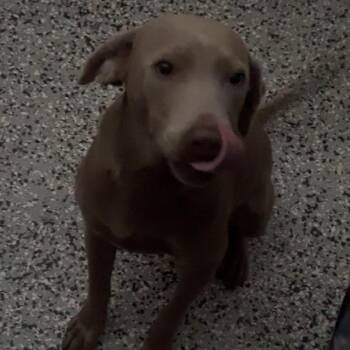 Bobo -  Weimaraner Dog for Adoption in Lakeland, Florida - Bobo | PetCurious