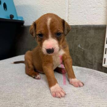 Timber -  Mixed Breed Dog for Adoption in Mocksville, North Carolina - Timber | PetCurious