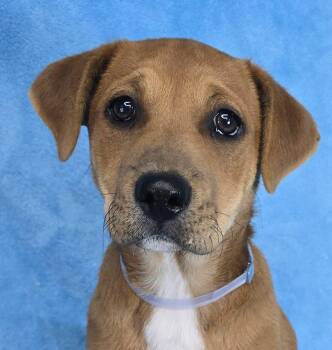 Labrador Retriever Dogs Available for Adoption in Newport, Tennessee - Saratoga | PetCurious