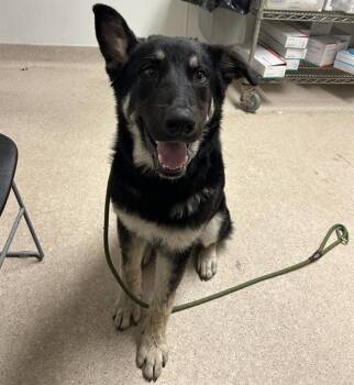 German Shepherd Dog Dogs Available for Adoption in Thousand Oaks, California - Licorice -- URGENT! | PetCurious