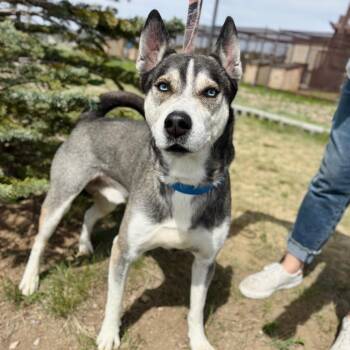 Husky and Shepherd Dogs Available for Adoption in Great Falls, Montana - Judeau | PetCurious