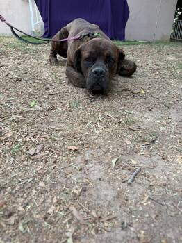 Cane Corso Dogs Available for Adoption - Bear | PetCurious
