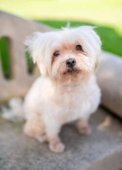 Rescue Maltipoo Dogs for Adoption in Downey, California - Tony | PetCurious