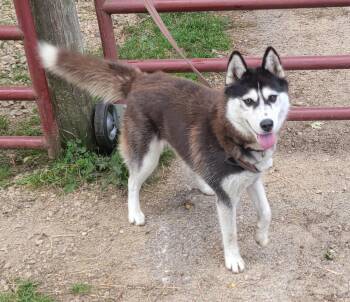 Rescue Husky Dogs for Adoption in Richland Center, Wisconsin - Stella | PetCurious