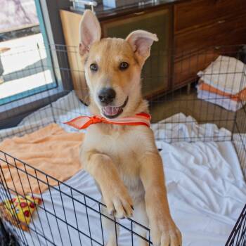 Kermit -  Shepherd and Mixed Breed Dog for Adoption in Los Angeles, California - Kermit | PetCurious