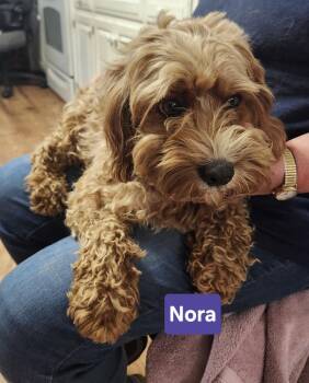 Nora -  Cavalier King Charles Spaniel and Poodle Dog for Adoption in East Greenville, Pennsylvania - Nora | PetCurious