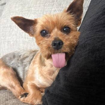 Effie -  Yorkshire Terrier Dog for Adoption in Sinking Spring, Pennsylvania - Effie | PetCurious