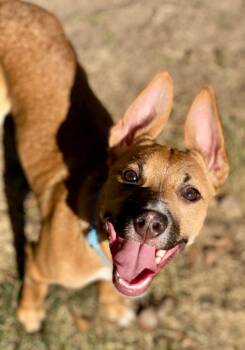 Rescue Jack Russell Terrier and Mixed Breed Dogs for Adoption in Urbandale, Iowa - Havoc | PetCurious