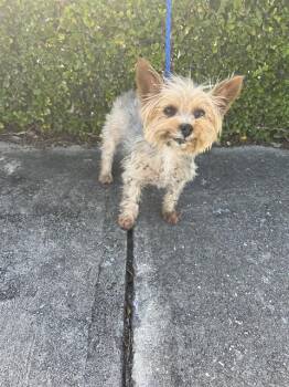 PHEOBE -  Yorkshire Terrier Dog for Adoption in Doral, Florida - PHEOBE | PetCurious