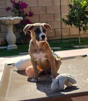 Oatley -  Boxer and American Staffordshire Terrier Dog for Adoption in Palm Desert, California - Oatley | PetCurious
