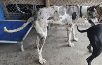 Zeus -  Great Dane Dog for Adoption in Jupiter, Florida - Zeus | PetCurious