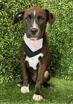 Rescue Pit Bull Terrier and Shepherd Dogs for Adoption in San Diego, California - Seth | PetCurious