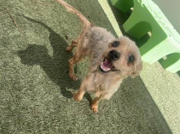 Maisie -  Yorkshire Terrier Dog for Adoption in Baton Rouge, Louisiana - Maisie | PetCurious