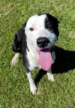 MILK -  Pit Bull Terrier and Mixed Breed Dog for Adoption in Grovetown, Georgia - MILK | PetCurious