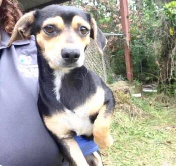 A657367 -  Chihuahua and Rat Terrier Dog for Adoption in Houston, Texas - A657367 | PetCurious