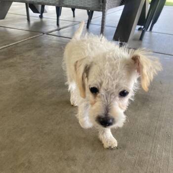Cotton -  Poodle Dog for Adoption in Escondido, California - Cotton | PetCurious