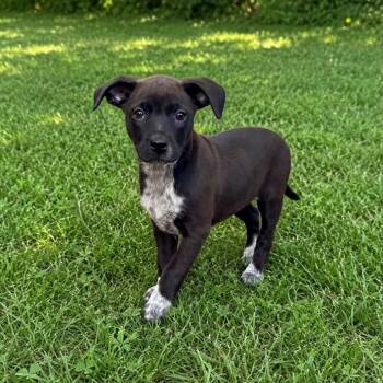 Catniss -  Pit Bull Terrier and Mixed Breed Dog for Adoption in Shorewood, Illinois - Catniss | PetCurious