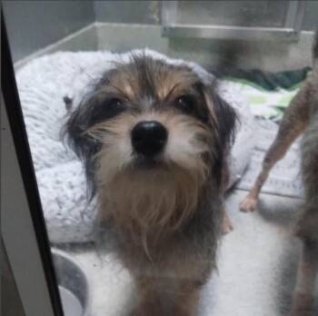 TOOTSIE -  Chihuahua and Yorkshire Terrier Dog for Adoption in Alameda, California - TOOTSIE | PetCurious