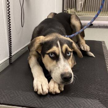 Rescue Husky and Hound Dogs for Adoption in Abilene, Texas - Isabella | PetCurious