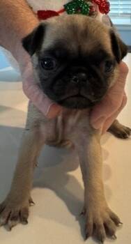 Rescue Pug Dogs for Adoption in Severance, Colorado - Fergie | PetCurious