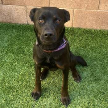 Rottweiler and German Shepherd Dog Dogs Available for Adoption - WILL YOU FOSTER ME TO SAVE MY LIFE? **PAST DEADLINE**  I