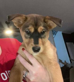 Shepherd Dogs Available for Adoption - Pumpkin | PetCurious